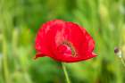 USA-Washington State-Palouse-Colfax Variety of colored poppy flowers growing in green wheat Art Print